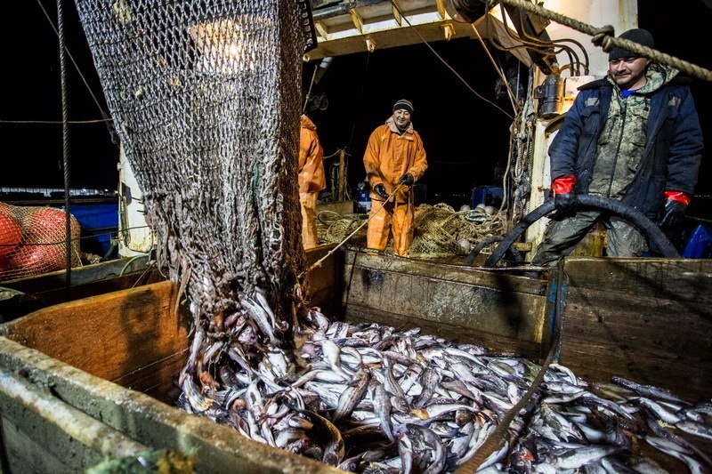 В Хабаровском крае общий объём улова в 2026 году вырос на 2,6%