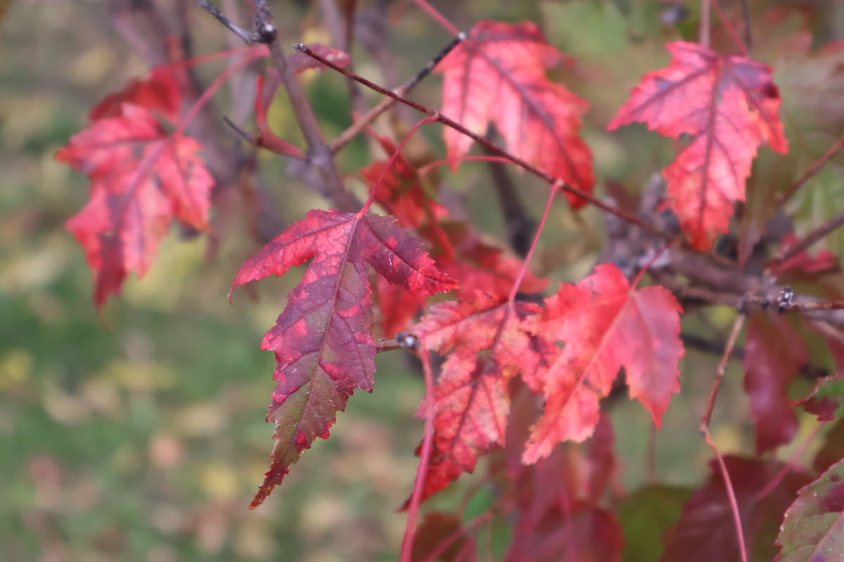 Осень раскрасила улицы Хабаровска в красно-жёлтые тона