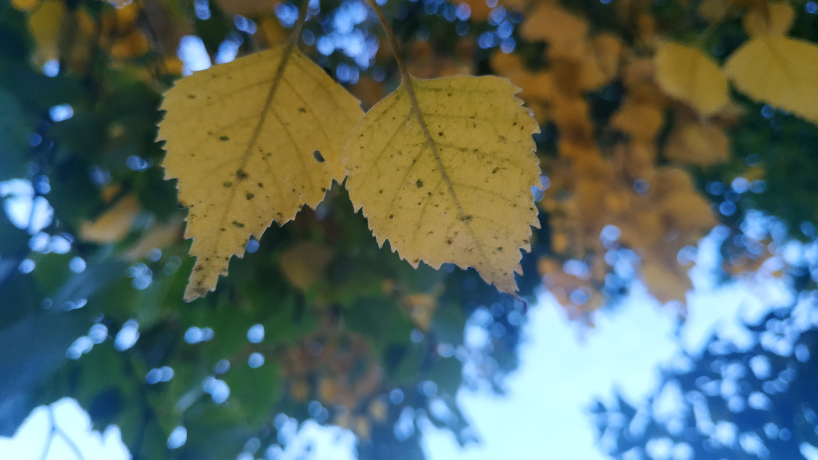 Погода продолжит радовать хабаровчан теплом