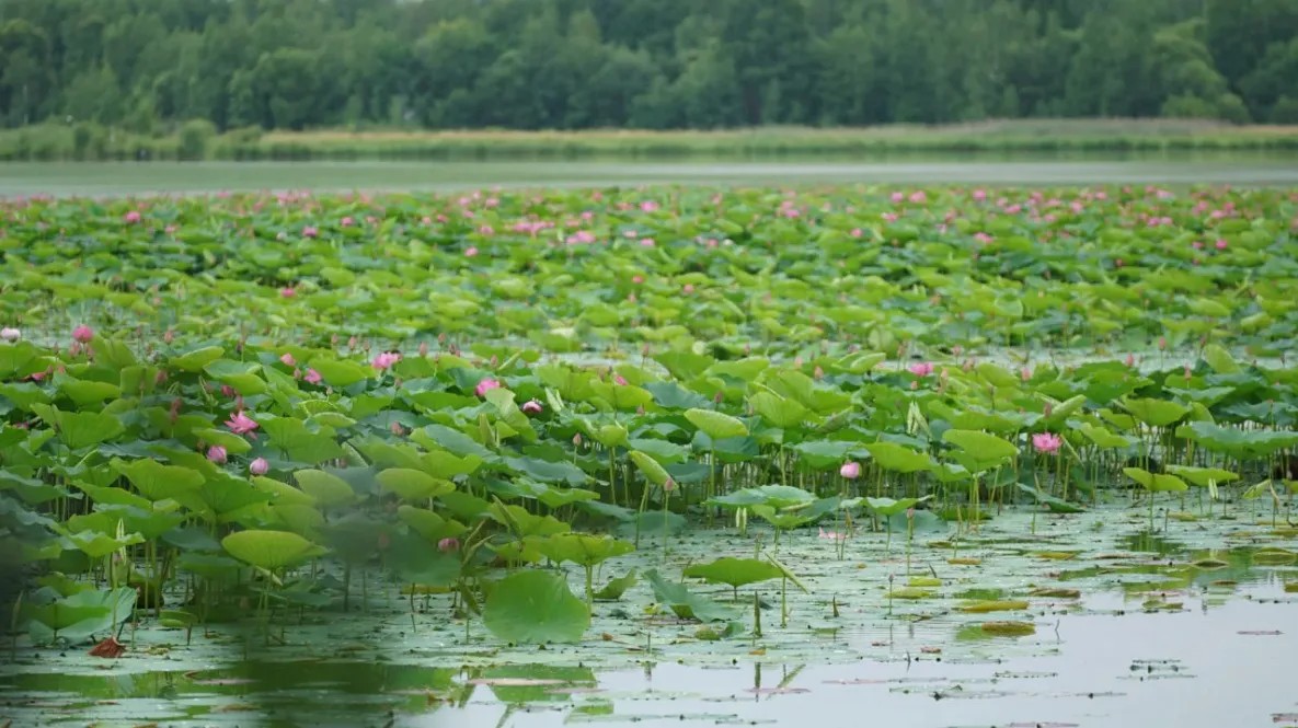 Озеро лотосов в селе Галкино Хабаровского края ждёт преображение