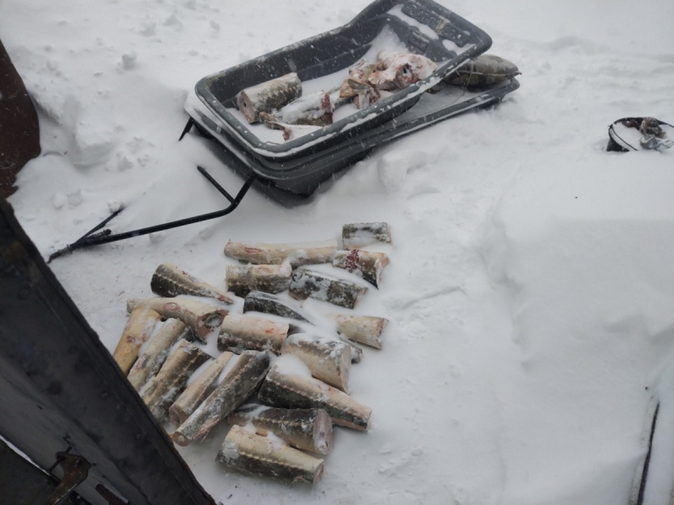 Житель Хабаровского края хранил на даче калугу на 3,8 млн рублей