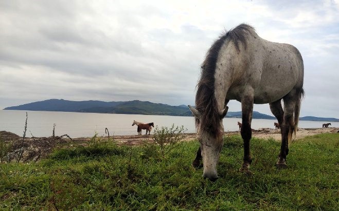 В жаркий день не бросайте животное в воду 
