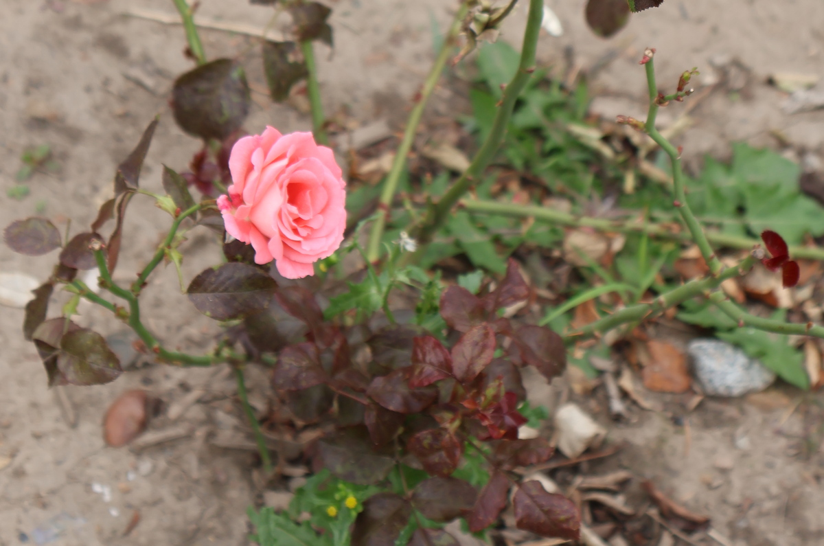 Снова в плюс: хабаровчане ещё погреются под осенним солнцем