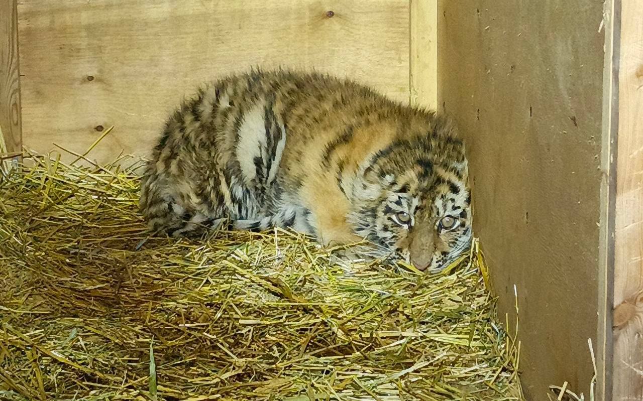 В Хабаровском крае спасают найденную на льду реки маленькую тигрицу