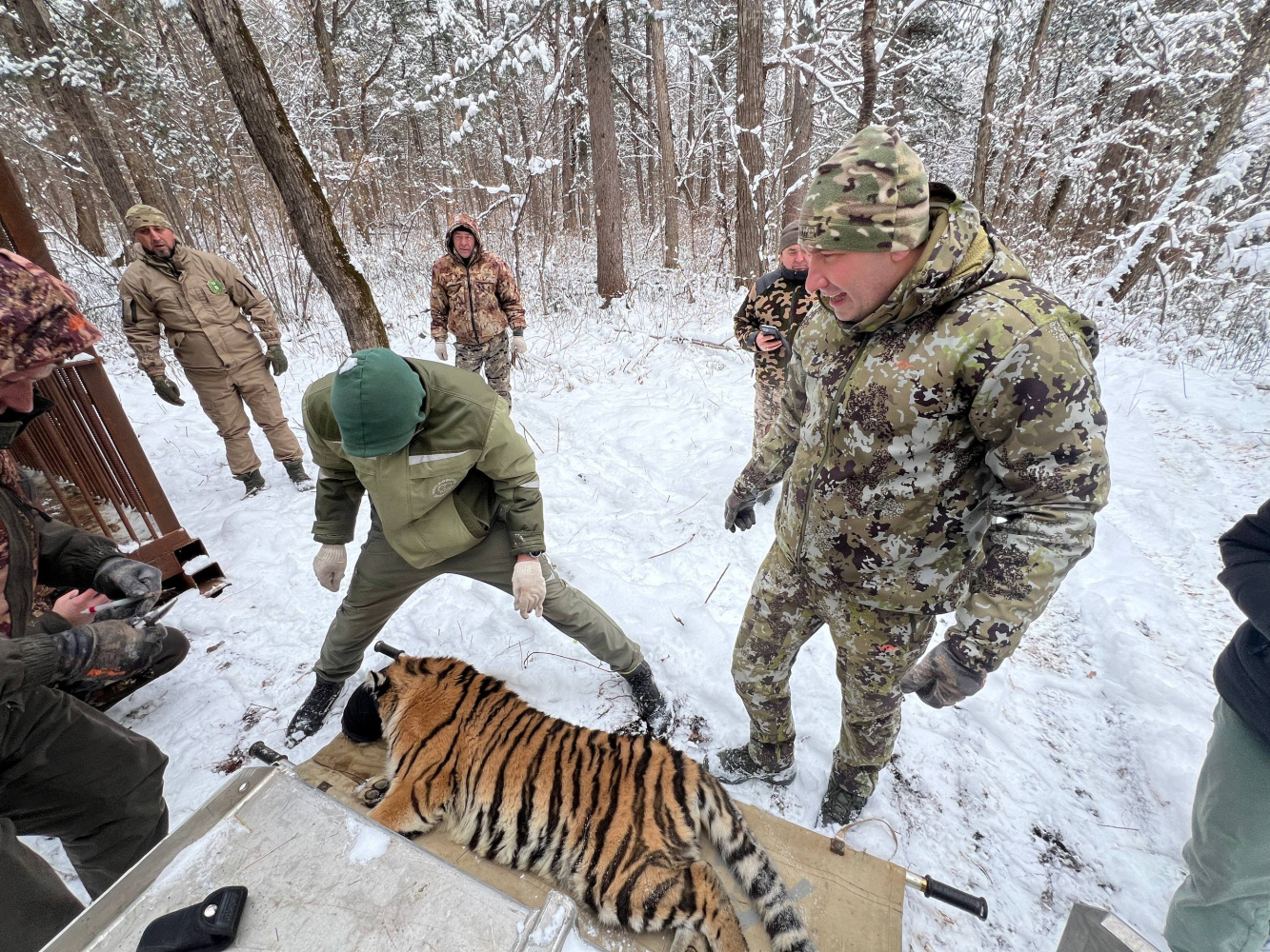 Две тигрицы из Хабаровского края получили «прописку» в Москве