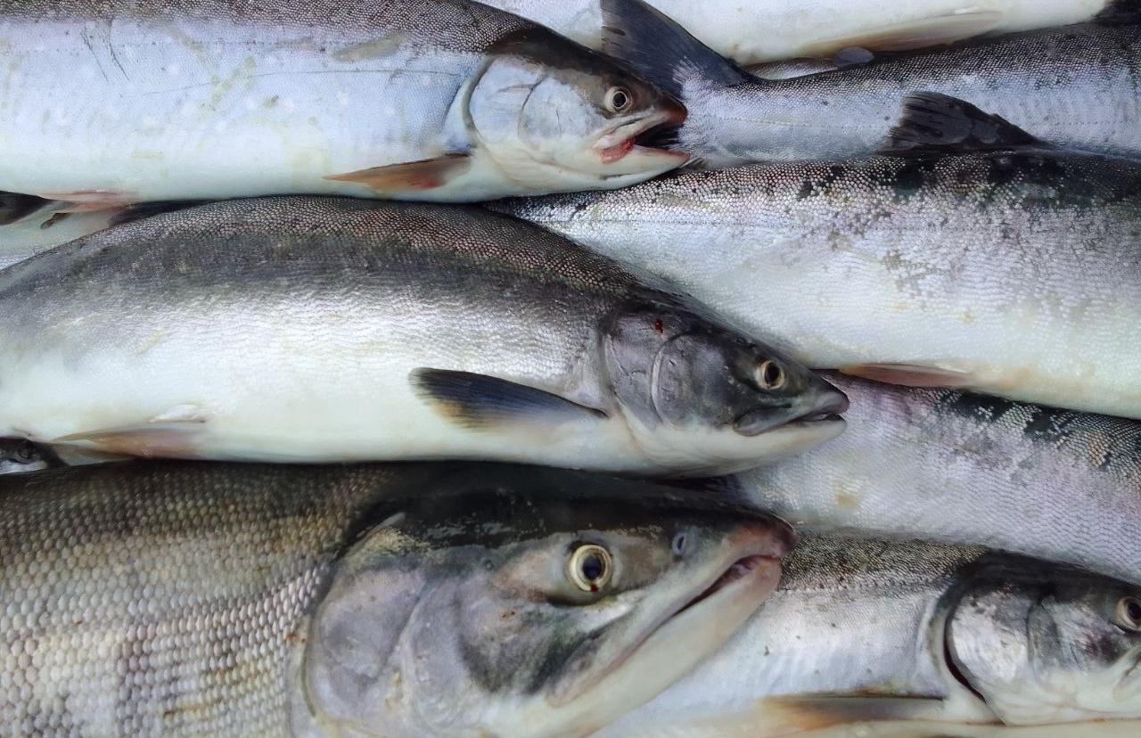 В Хабаровском крае ждут рекордную лососёвую путину