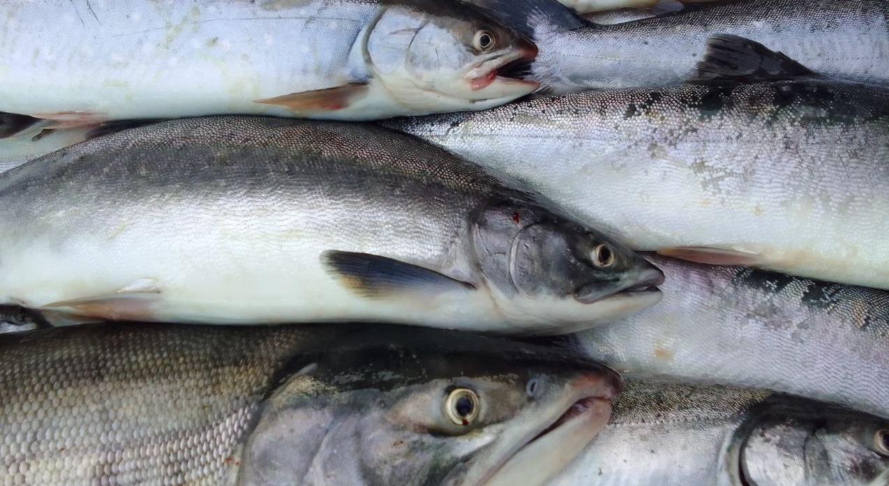 Рыбакам Хабаровского края разрешили добыть ещё почти 8500 тонн горбуши