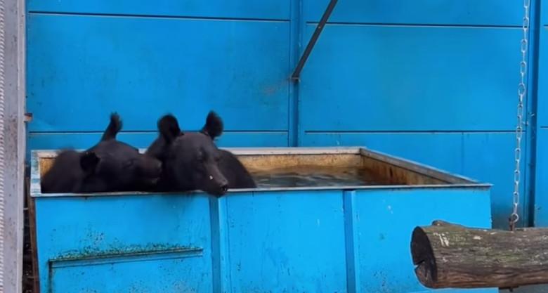 В комсомольский зооцентр переехали бурые медведицы из «Мишкиной берлоги»