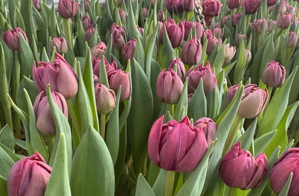 В теплицах «Горзеленстроя» в Хабаровске распустились ранние тюльпаны