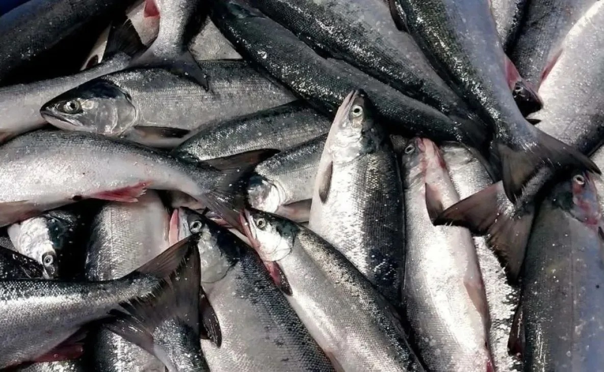 Лососёвая путина-2025 полностью завершилась сегодня в Хабаровском крае 