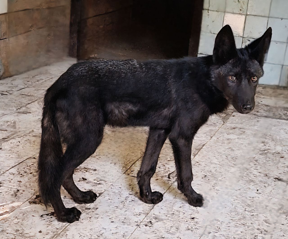Канадский волк пополнил список питомцев хабаровского зоосада «Приамурский»