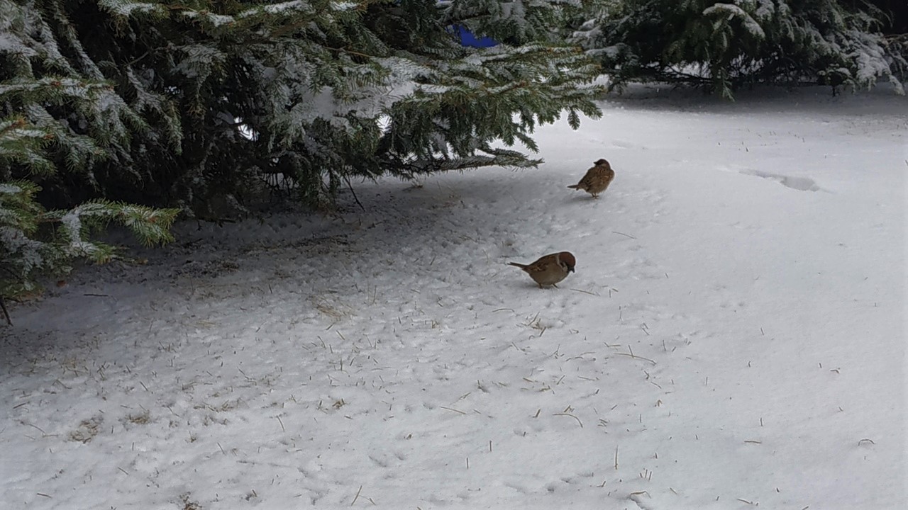 Дождь и снег принесёт на этой неделе циклон в Хабаровский край