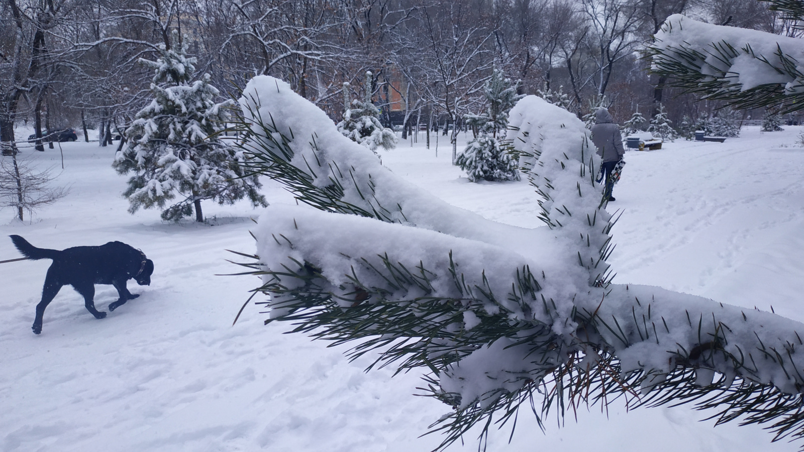 Больше половины месячной нормы снега уже выпало в Хабаровске