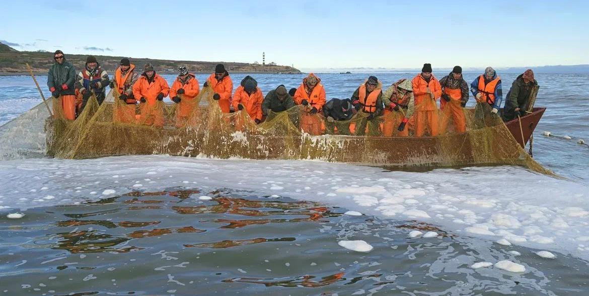 Промысловики Хабаровского края ведут успешную добычу минтая и сельди 