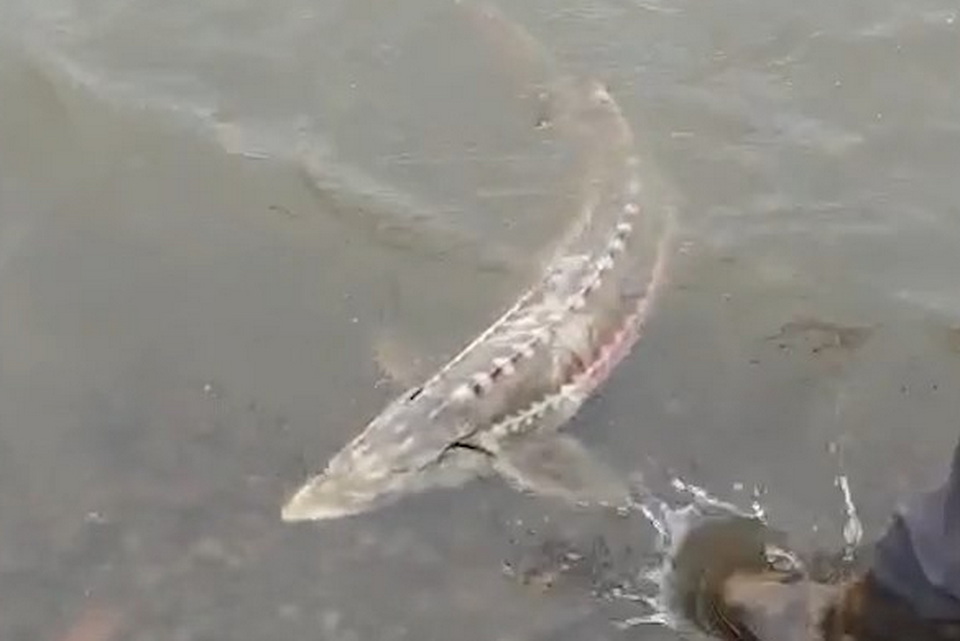 Рыбак в Хабаровском крае лишился лодки и сети из-за пойманного осетра