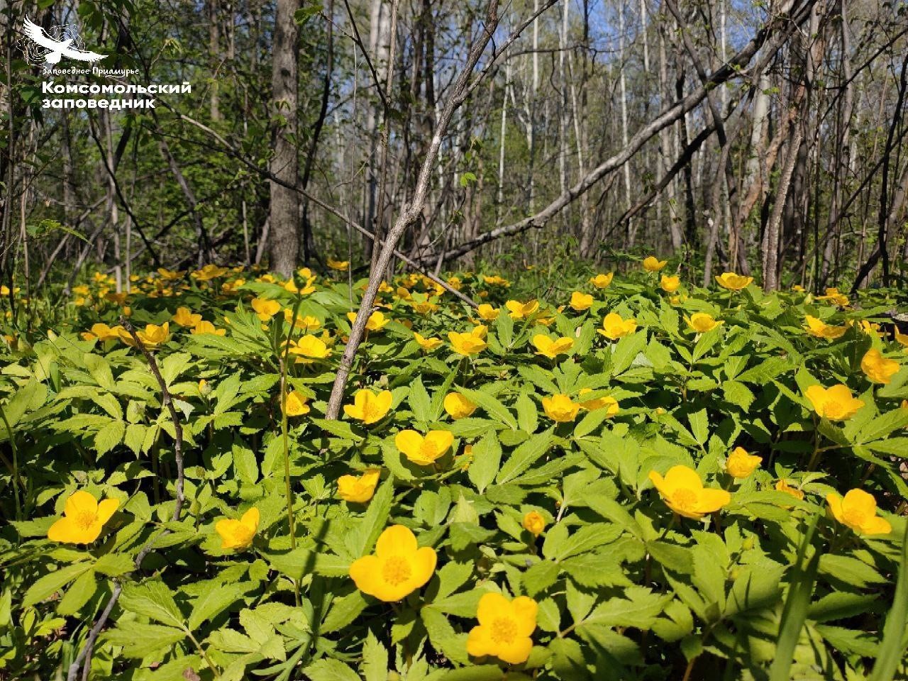 Хохлатка прекрасная и вальдштейния «озолотили» леса Хабаровского края