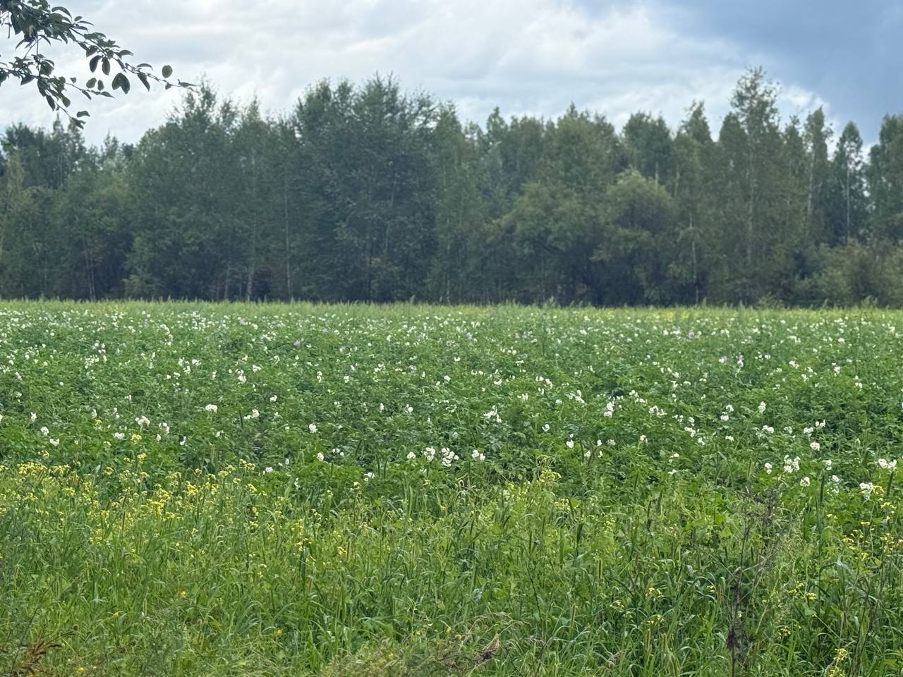 Аграрии из КНДР возрождают сельское хозяйство в Верхнебуреинском районе