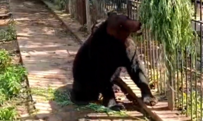 Медведь Буржуй освоился в Приамурском зоосаде