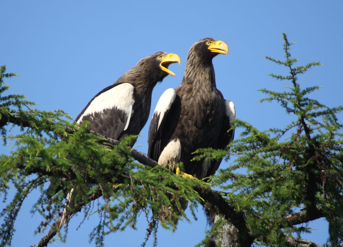 Учёные при помощи «Роснефти» оценили популяцию белоплечих орланов в Хабаровском крае