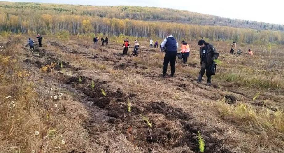 Больше тысячи деревьев посадили в пригороде Комсомольска-на-Амуре