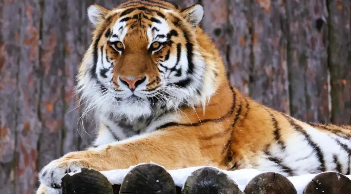 Фермеры и дачники собрали 350 килограммов овощей для хабаровского зоосада