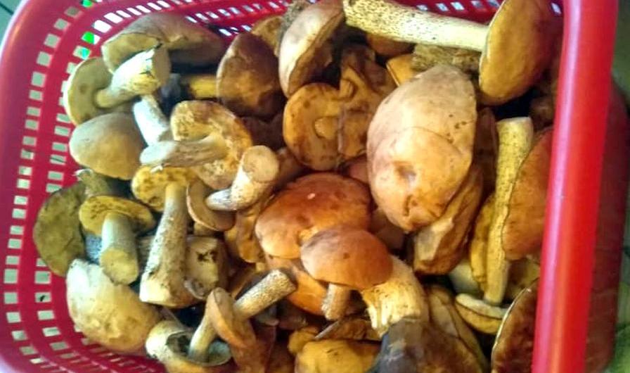 Роспотребнадзор напомнил грибникам о правилах безопасности