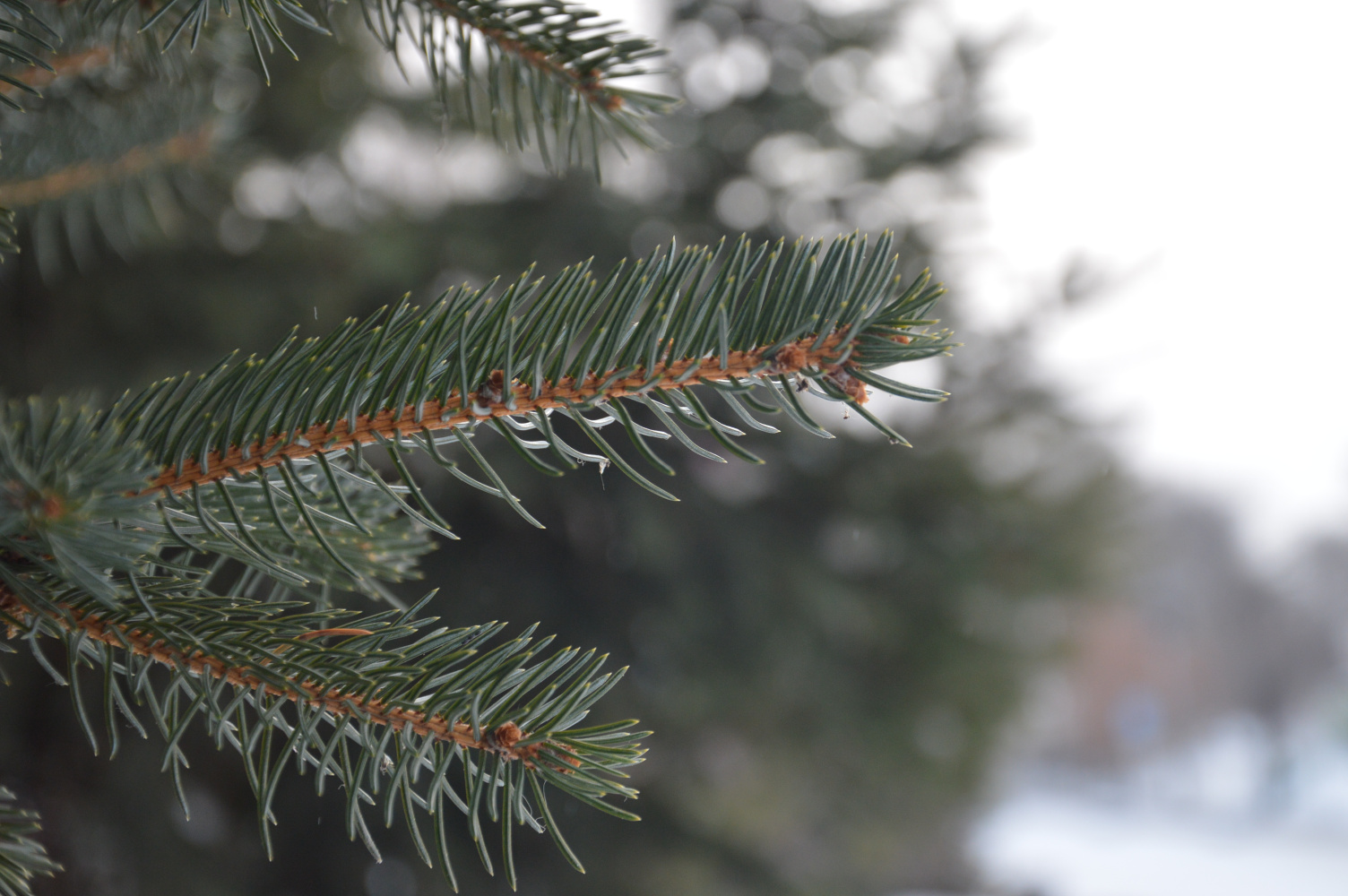 Тепло всё активнее распространяется по Хабаровскому краю