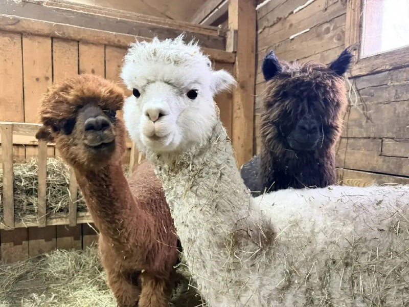 Альпаки из Чили в Хабаровске привыкают к дальневосточной зиме 