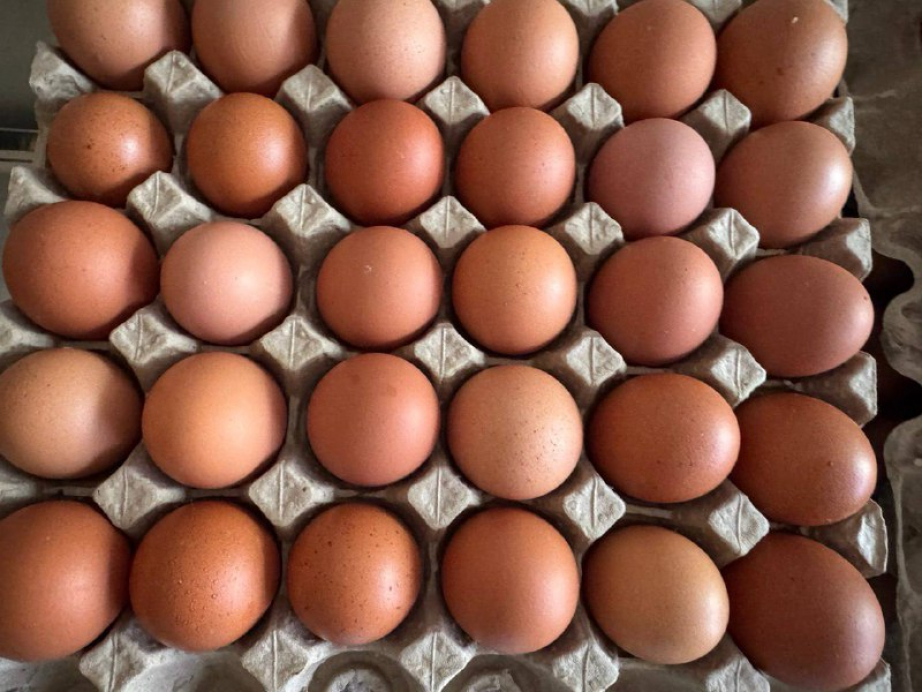 Грант «Агростартап» помог фермеру из района имени Лазо открыть птицефабрику