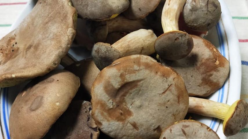 В Хабаровском крае наконец-то пошли грибы 