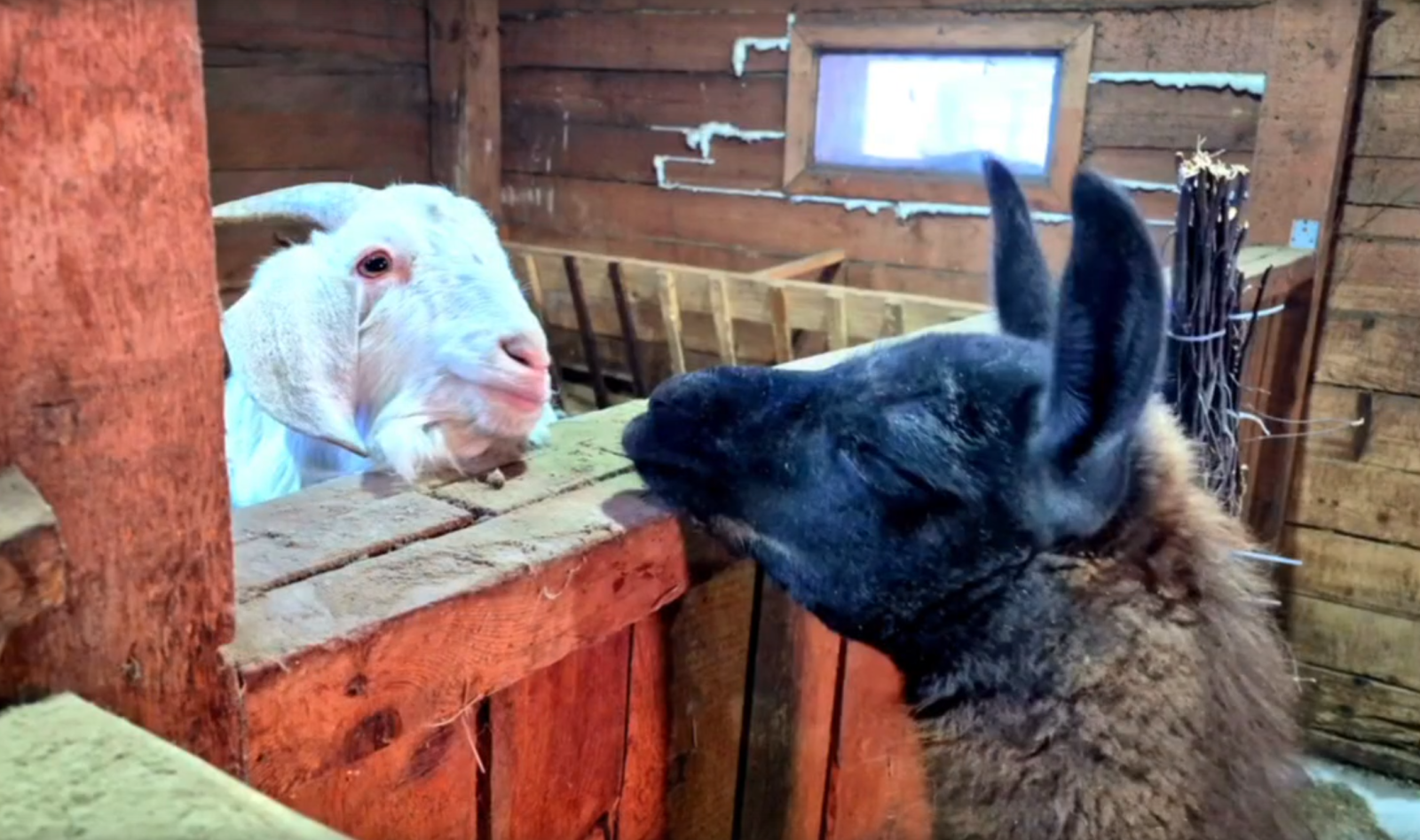 Молодая лама пополнила список обитателей зоосада «Приамурский» 