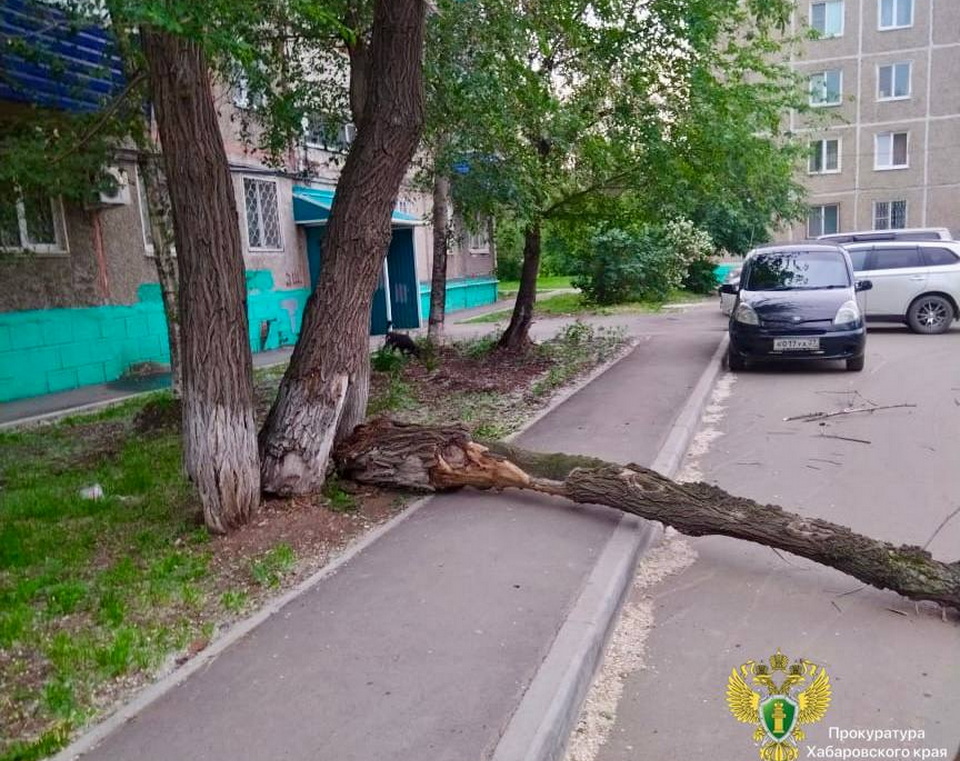 Мастера УК Комсомольска-на-Амуре судят за падение дерева на девочку