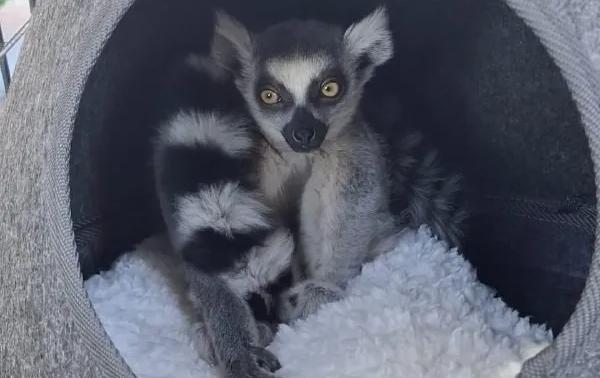 Экзотического зверька нашёл в своём гараже хабаровчанин