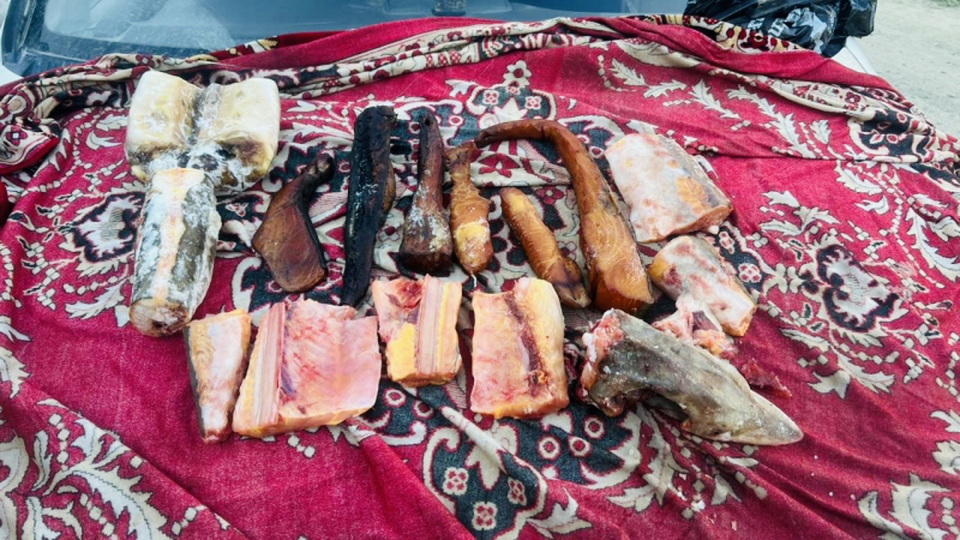 Житель Хабаровского края перевозил 16 фрагментов браконьерского осетра