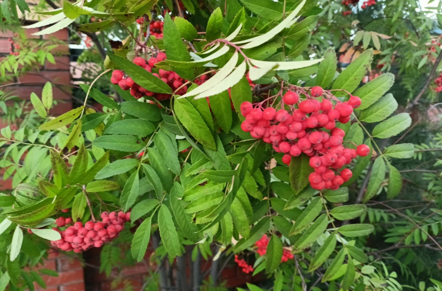 Какой день на этой неделе будет самым тёплым рассказали хабаровские синоптики