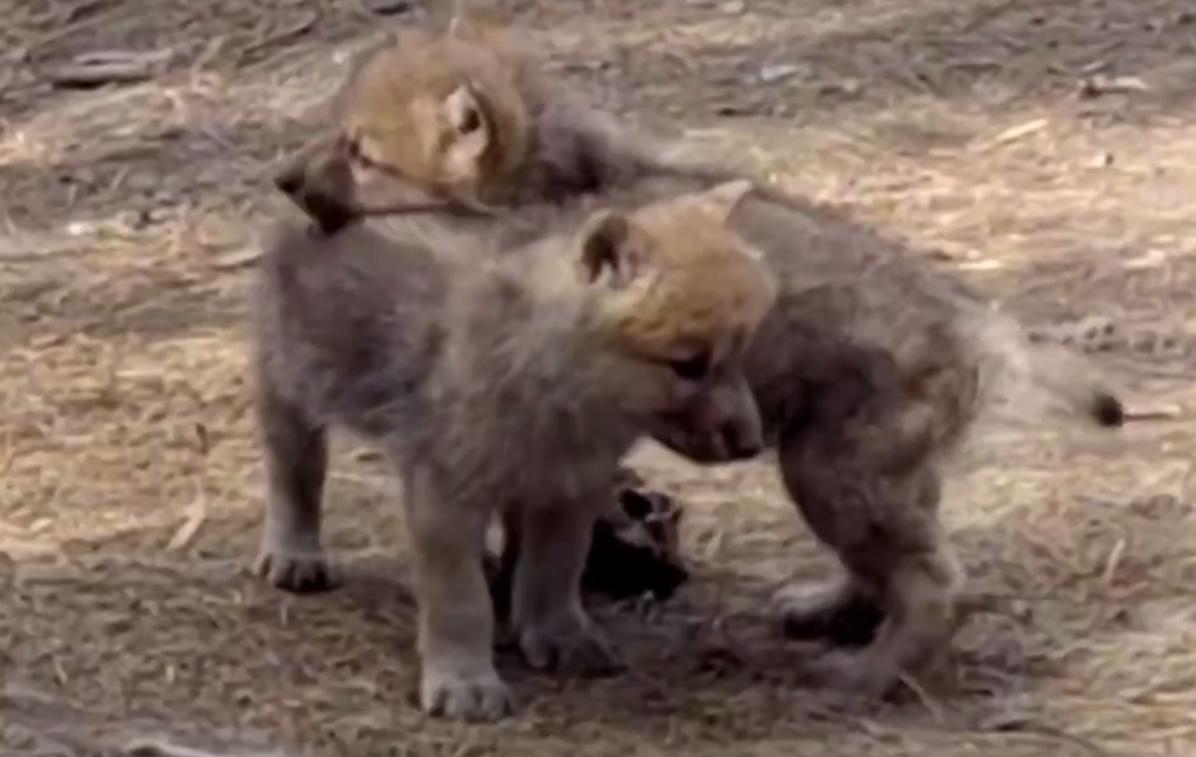 В хабаровском зоосаде родилось шестеро полярных волчат
