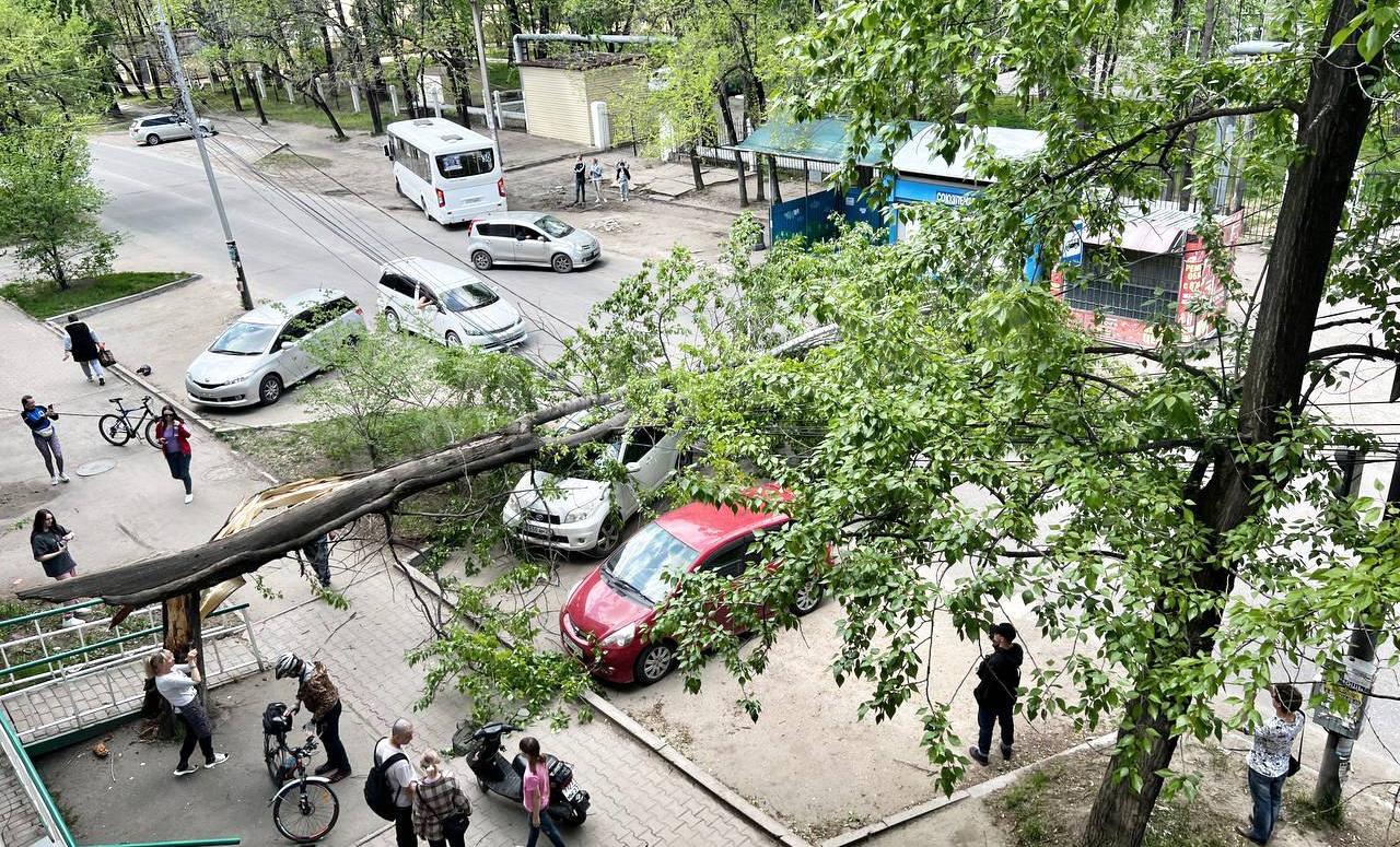 Хабаровский край приходит в себя после штормового ветра