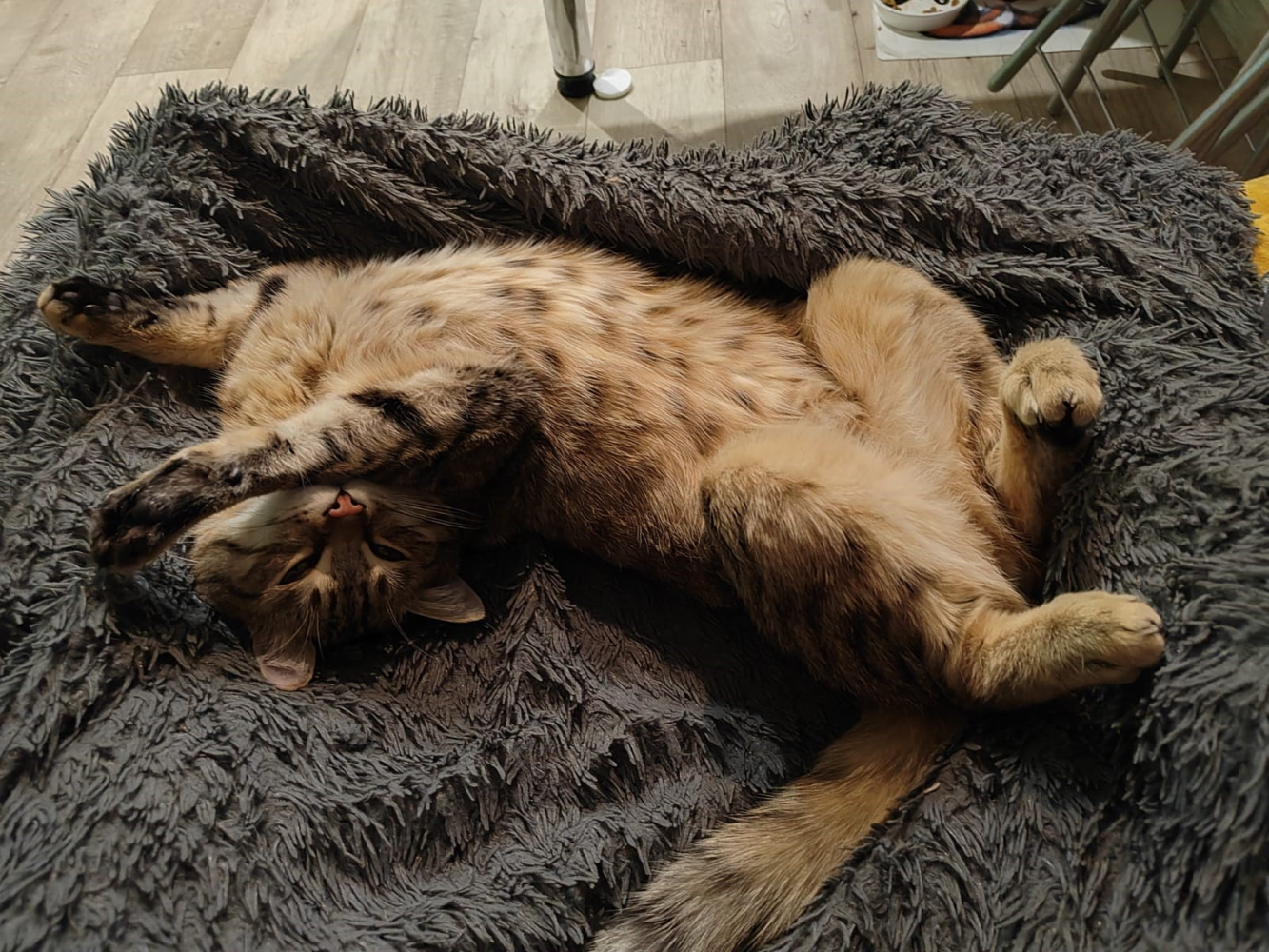 Без кота и жизнь не та: на календаре - «профессиональный» праздник мурлык