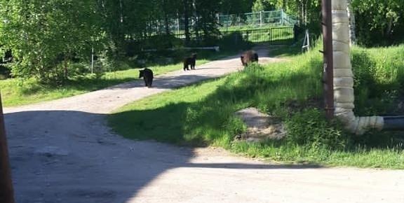 Три медведя вышли к людям в Николаевском районе