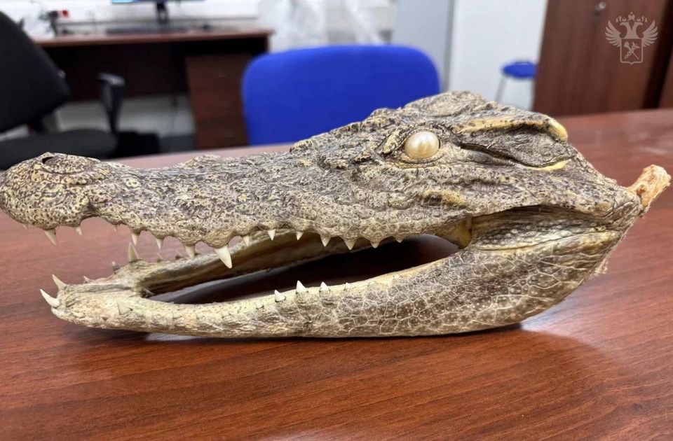 Голову крокодила привёз в Хабаровск из Вьетнама российский турист 