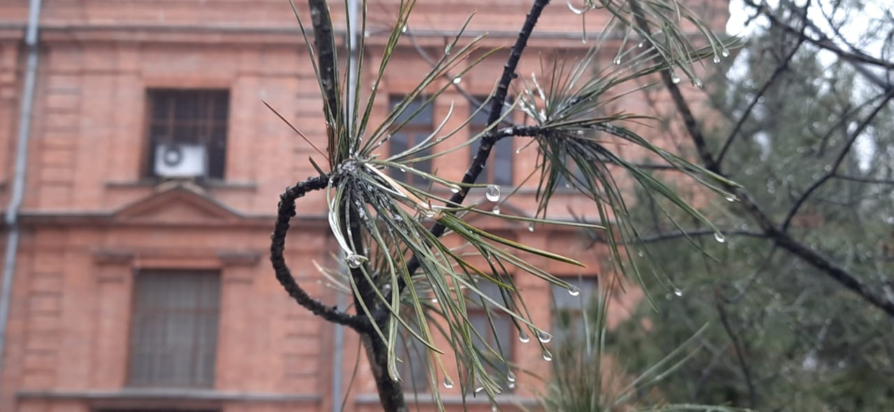 Порывистый северный ветер и дожди ожидаются местами в Хабаровском крае