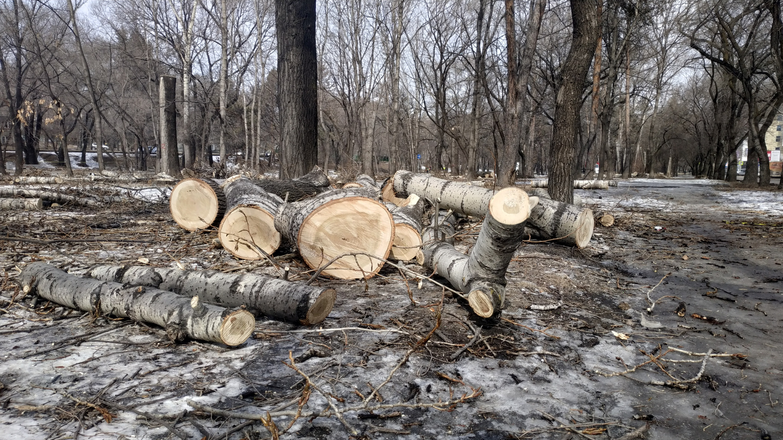 Власти Хабаровска систематизируют работу по уборке опасных деревьев