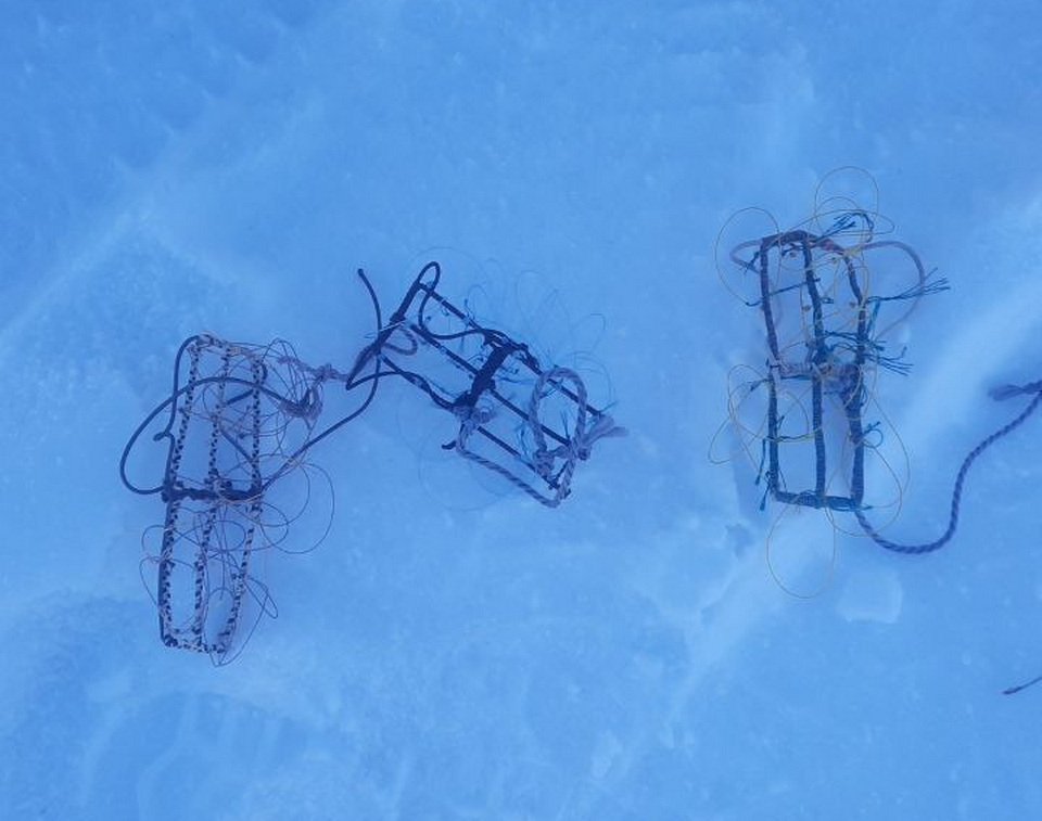 Хабаровчанин незаконно охотился на соколов в Амурской области