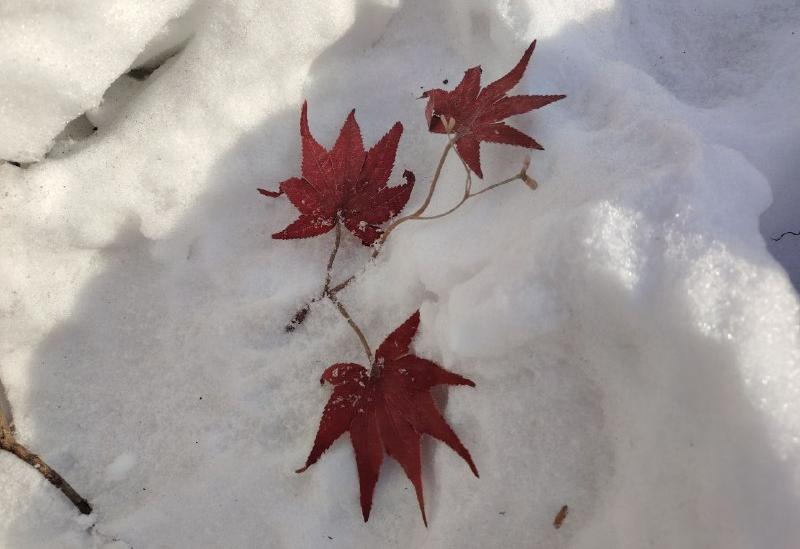Мороз крепчает: 11 декабря в Хабаровском крае температура опустится ещё ниже