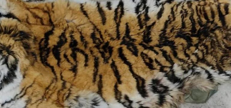Обезглавленного тигра нашли в Хабаровском крае