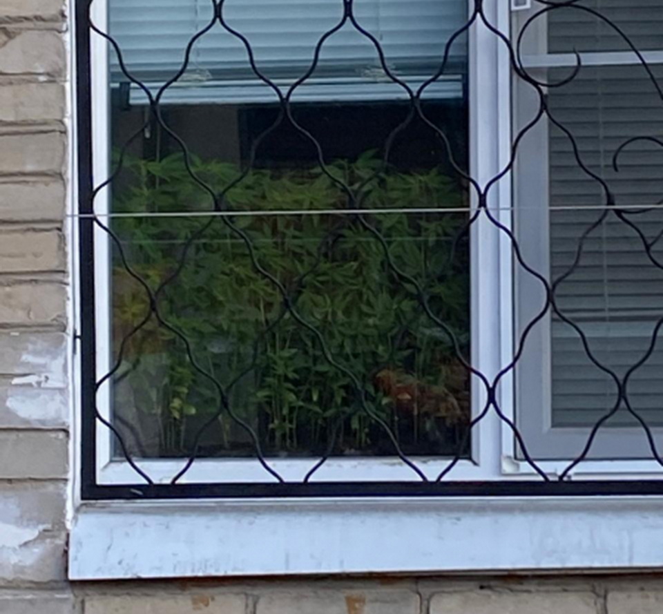 Хабаровчанин на подоконнике в городской квартире вырастил плантацию конопли