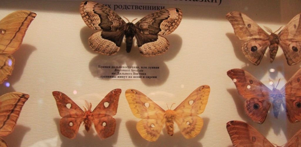 бабочки (9).jpg
