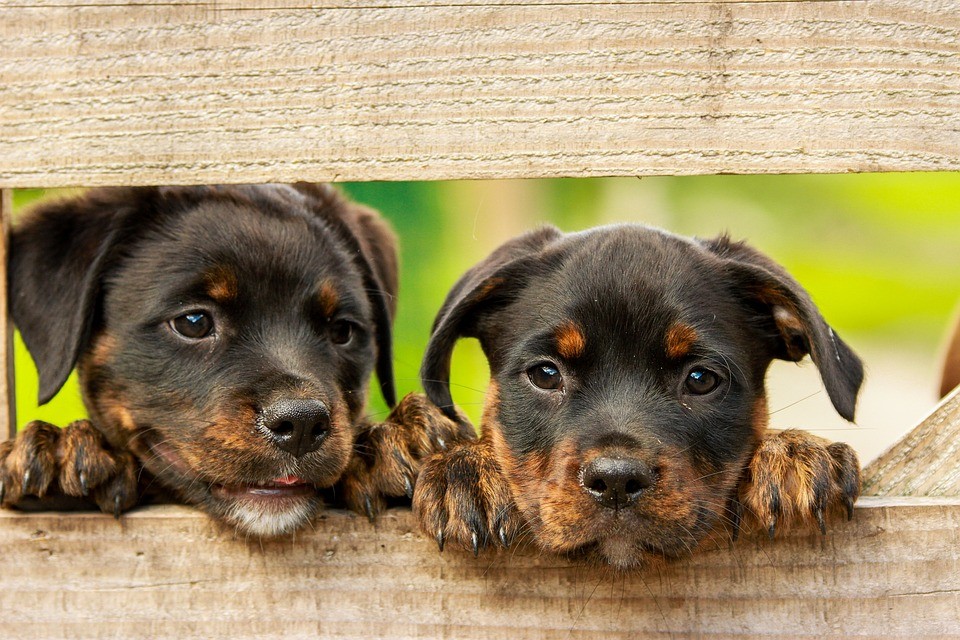 rottweiler-1785760_960_720.jpg