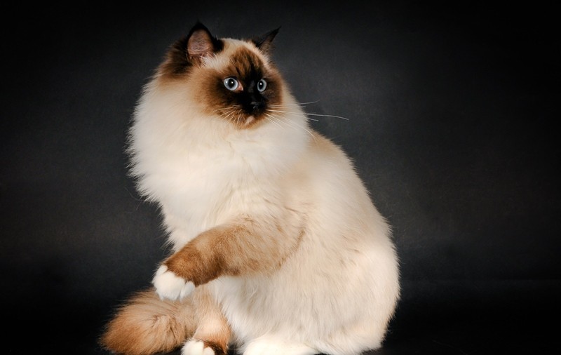 Ragdoll_cat_5.jpg