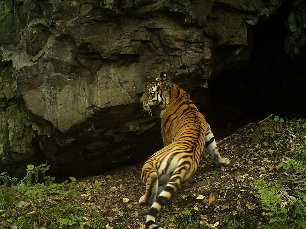 4 изящная тигрица Бакса_фото из архива Александра Баталова.JPG